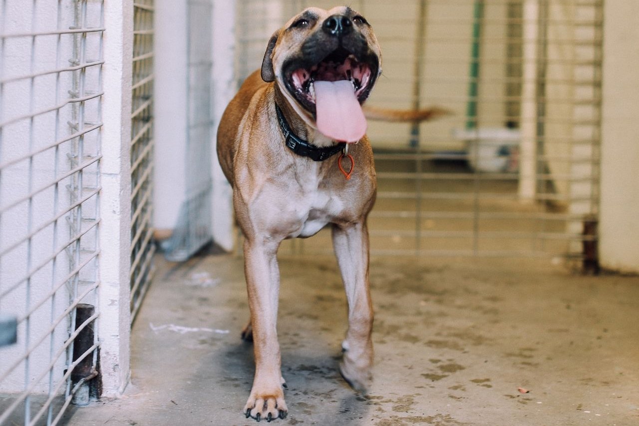 A happy tan shelter dog waiting in a kennel walkway