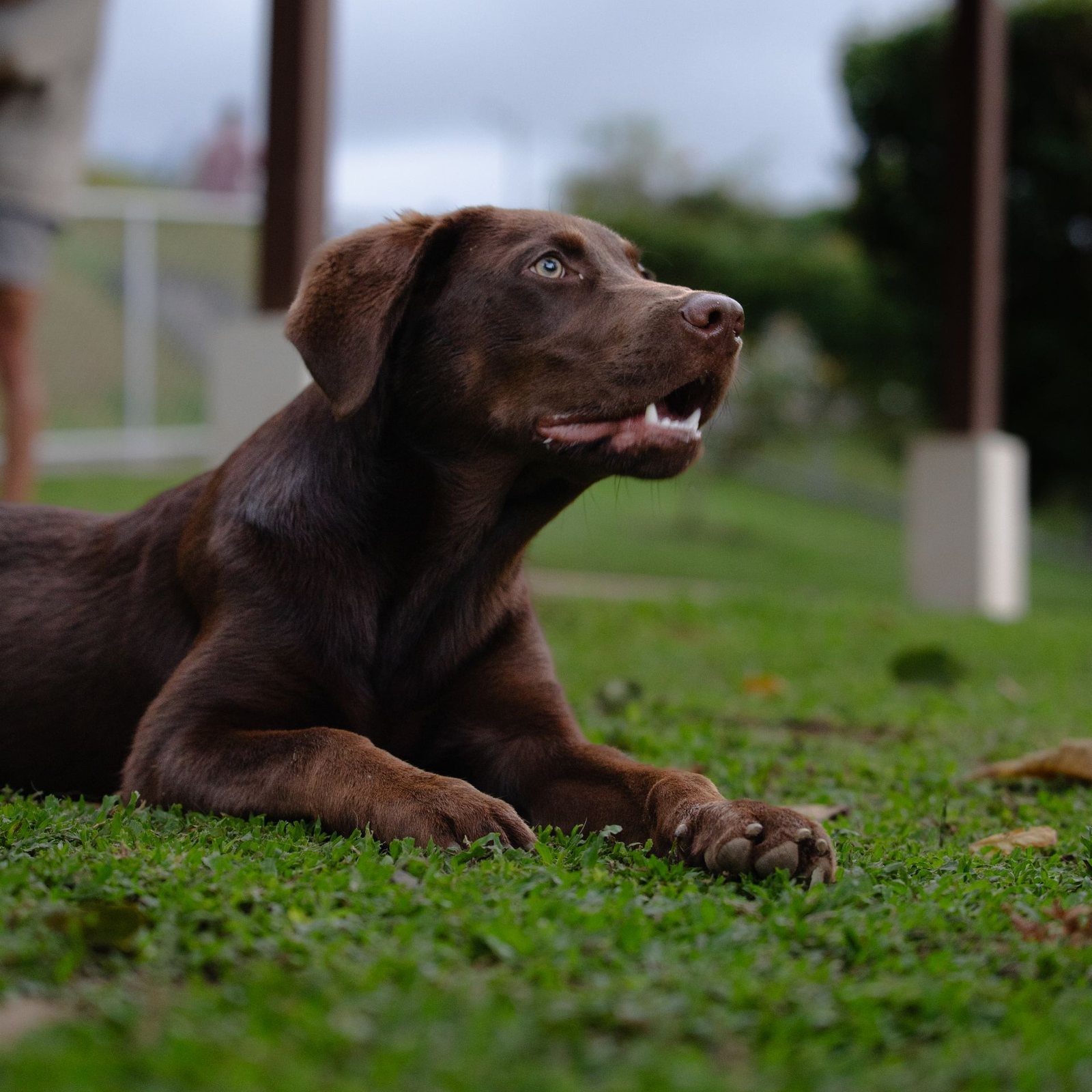 A brown dog lying on the grass at home